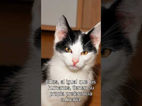 Video: ¿Por qué los gatos duermen en el fregadero?
