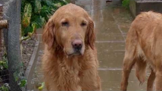 Gardeners World seas 50 ep 1 (March 10, 2017)