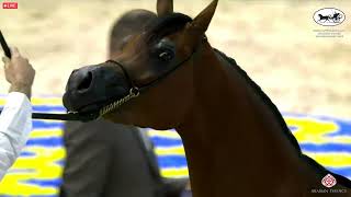N 41 Aj Alula Dubai International Arabian Horse Championship 2022 Fillies 2 Years Old Class 3