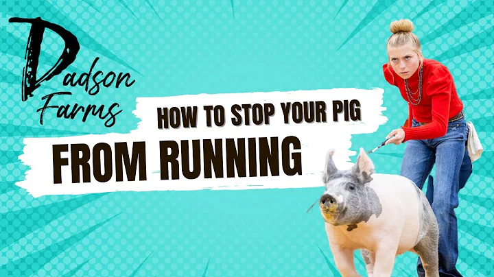 How to stop your show pig from running!