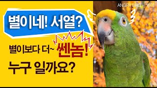 앵무새가 생각하는 집안 서열 순위? / 별이는 집에서 대장일까요? 별이보더 더쎈놈이 있다면 믿으시겠어요? / 별이도 맥 못추게하는 존재? / 앵그리버드 별이 / ANGRY BIRD