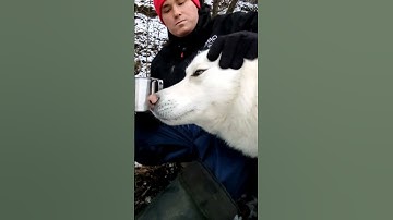 Thumbnail of #shorts #eating #survival #winter #snow #snowfall #cold #bestfriend #bestvideo #dog #dogs #lithuania