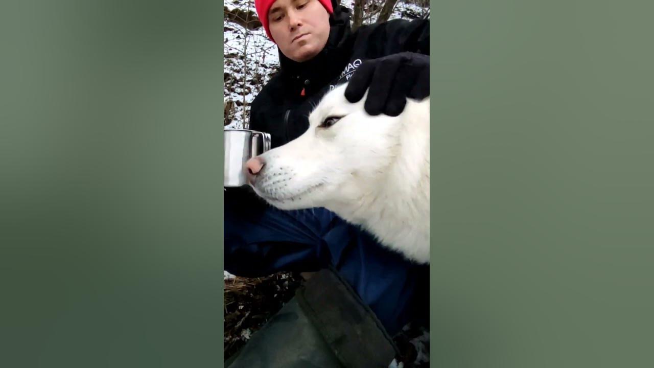 #shorts #eating #survival #winter #snow #snowfall #cold #bestfriend #bestvideo #dog #dogs #lithuania