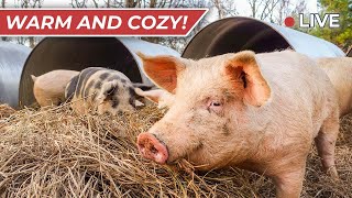 Raising Pigs In The Winter