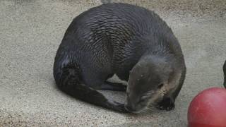 Sleepy otter turns in circles and chews his tail