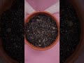 Schafgarbe züchten: Aussaat-Tutorial