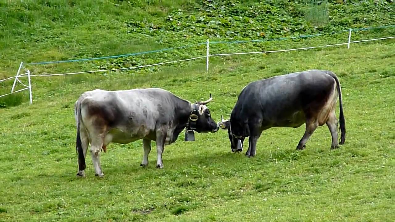 COW LOVE IN OBERGURGL (AUSTRIA)