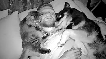 What Do All My DOGS and CATS Do While I Sleep At Night!