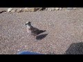 ELVIRA - A BABY SEAGULL RESCUE STORY