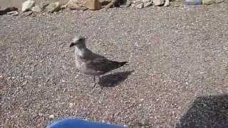 ELVIRA - A BABY SEAGULL RESCUE STORY