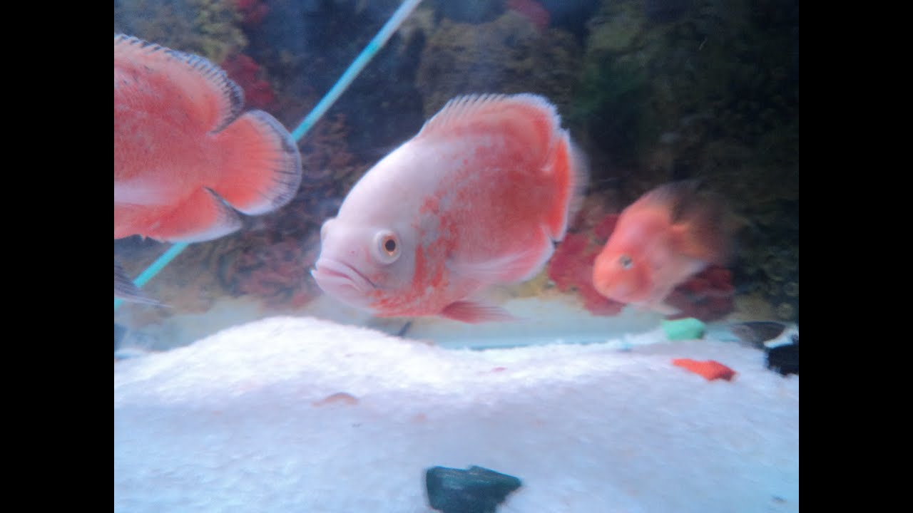 albino and black tiger