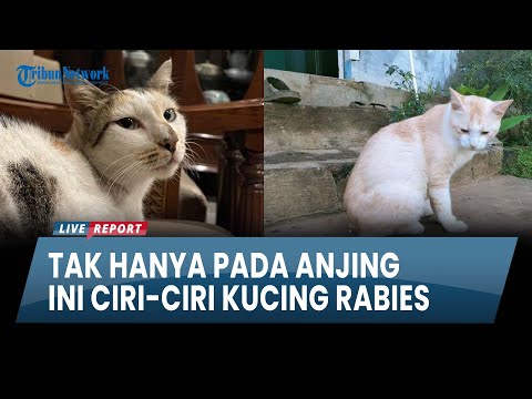 Ini Ciri-Ciri Kucing