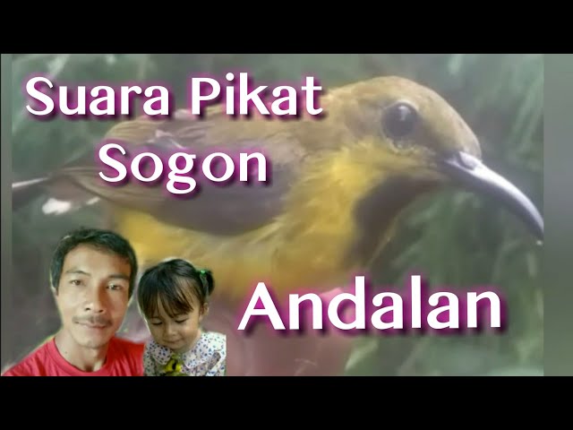 Suara Pikat Sogon Andalan Dara Family Channel class=