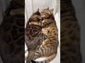 エモすぎる姉妹猫【ベンガル猫】