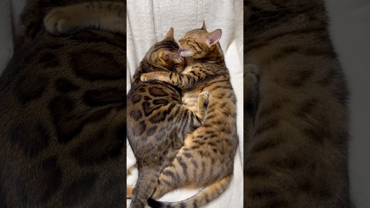 エモすぎる姉妹猫【ベンガル猫】
