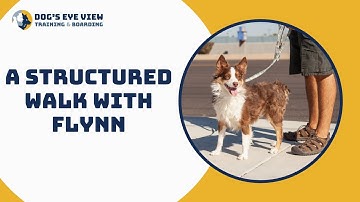 Teaching a reactive dog - A Structured Walk with Flynn - Dog