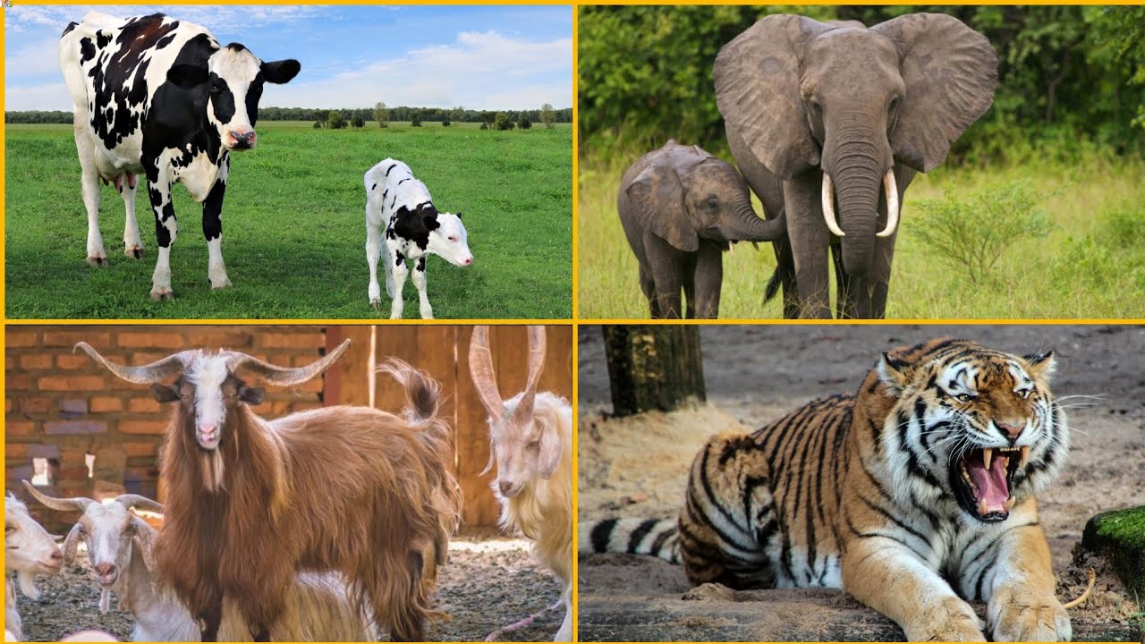 Funny Cow Moo 🆚 Funny Elephant 🆚 Funny Goat 🆚 Funny Tigers Coffin Dance Song 