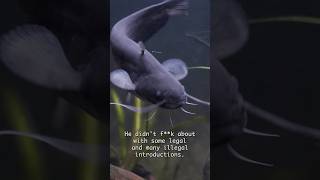 Wels Catfish are the best fish ever ##welscatfish #science #nature