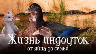 ЖИЗНЬ ИНДОУТОК: ОТ ЯЙЦА ДО СЕМЬИ | Птицы на племенном хозяйстве | Документальные фильмы о животных