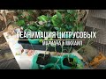 РЕАНИМАЦИЯ Цитрусовых.Листопад у лимона.Мариана и Михаил/Life in the village