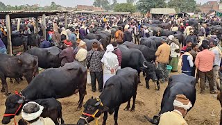 जनवरी महीना मे यहा अच्छी भैंस भारी संख्या में बिकने के लिए आ रही है | Dildarnagar Buffalo Mandi 2026