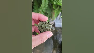 Rùa công baby chết vì nấm tại Ú Ù P.S CPC