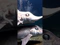 The Creepiest Deep Sea Monster You’ve Never Heard Of #shorts #deepsea #ghostshark