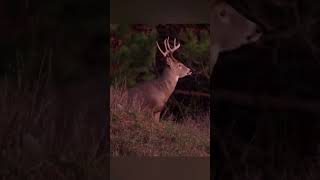 Deer Vision is Incredible! #deerhunting #deerhunt #shorts