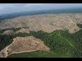СТРИЖКА ТОЛЬКО НАЧАТА -вырубка уже не наших лесов (лесная конспирология)