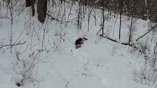 Darby Dog In Deep Snow