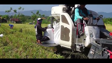 Pertanian Di Desa Kalianget || Persembahan Mahasiswa KKN STAHN Mpu Kuturan Singaraja Tahun 2024