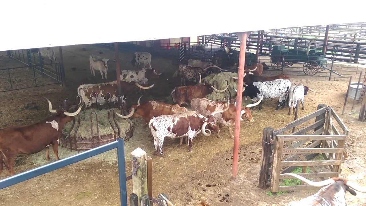 Playful and angry Texas Longhorn cattle at Fort Worth's Stockyards