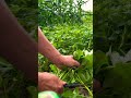 Beginner gardening #Documenting my gardening life#Agricultural planting techniques #satisfying
