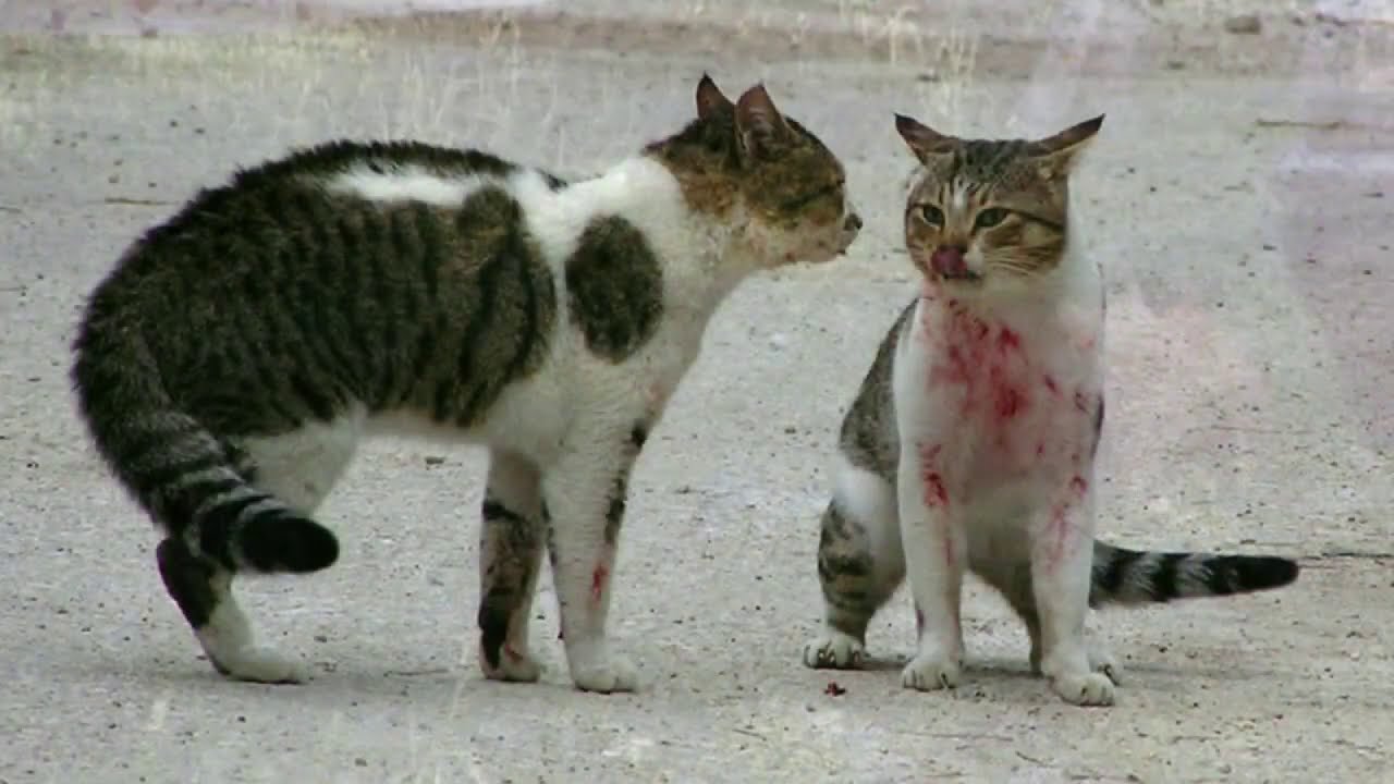 cat videos, cat control, cats, poor cats, cat care, animal care, animal sol...