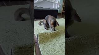 #cat #shortvideo #kitten#pets#animals#kucing#catvideos #funny#cats#trending#feedshorts