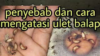 Penyebab Dan Cara Mengatasi Hama Ulet Balap