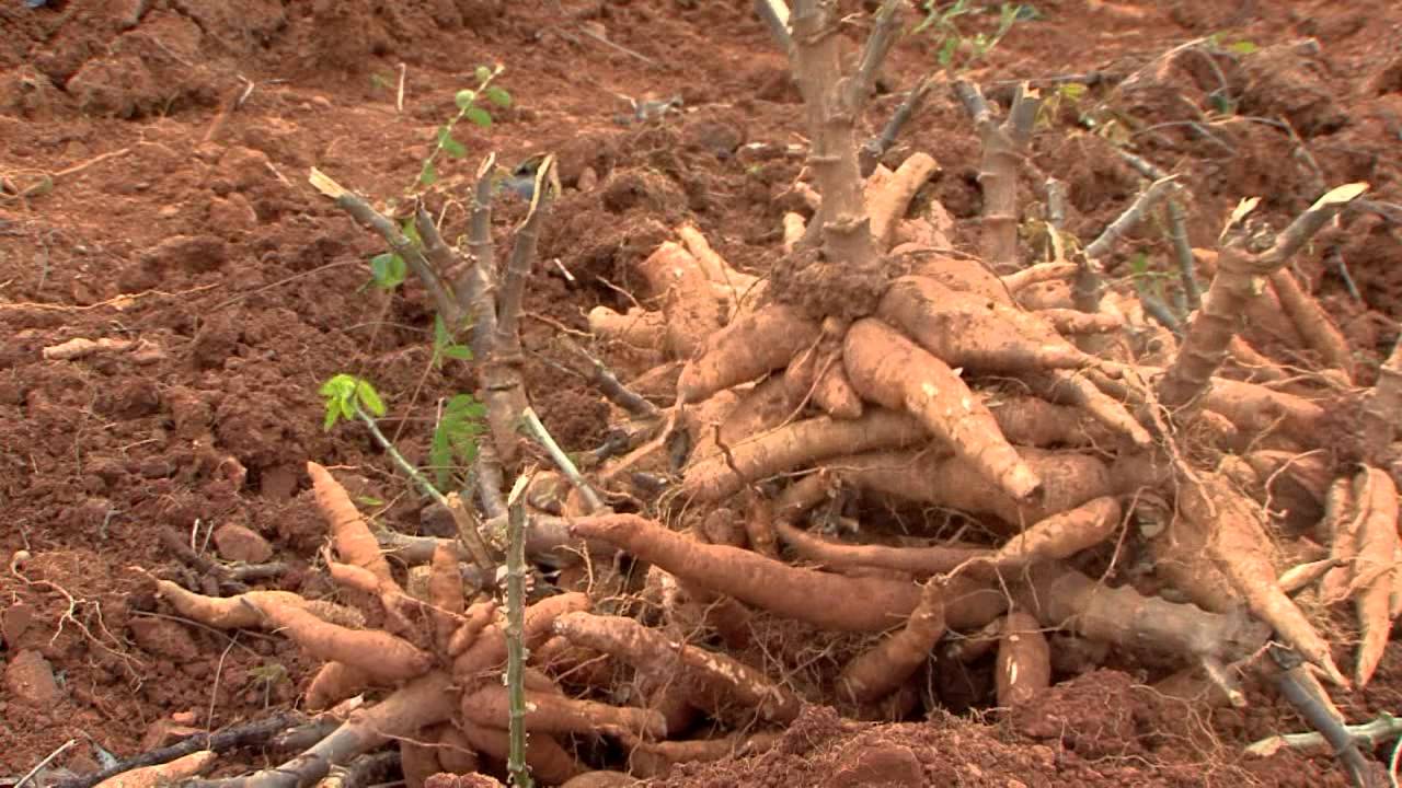 [HD]คนเก่งหัวใจแกร่ง (จิน.กาญจนบุรี) 18-11-56