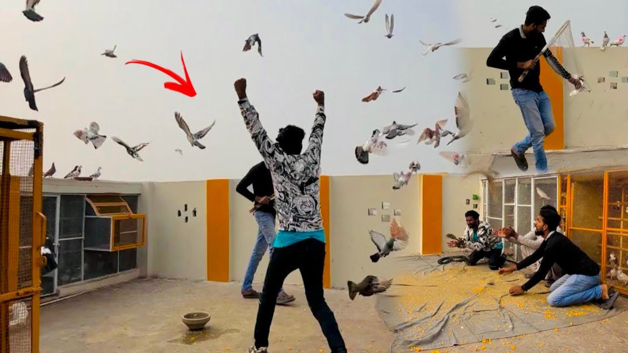 500 kabutaro ke larai karwa kar kisi ka Ek kabutar paker liya 😱😳😳