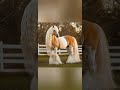 Charming Horses Charming Horse Design Animals Viral Shorts Trending Youtubeshorts Ideas Love Fyp mp3