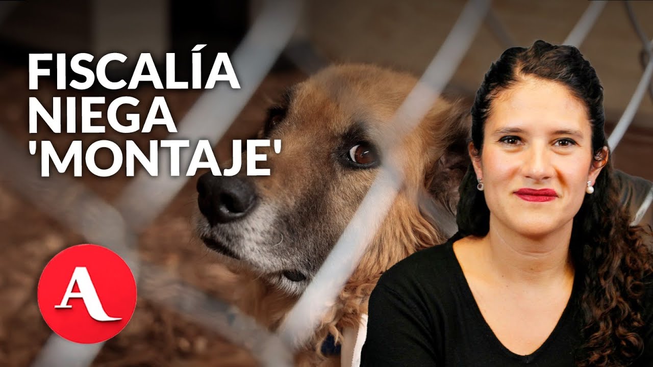 Fiscalía CDMX explica 'rescate' y denuncia maltrato animal en Refugio Franciscano