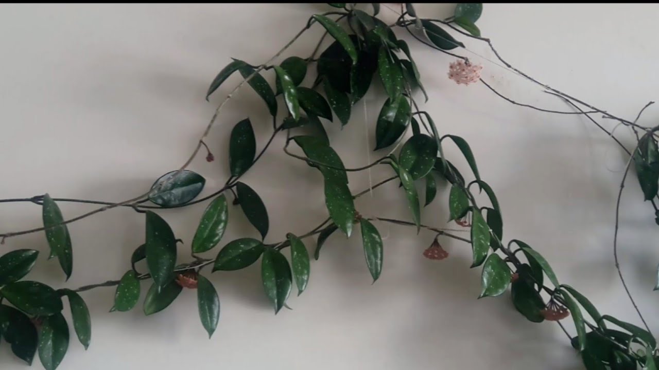 Hoya( mum) çiçeği bakımı- mum çiçeği nasıl oluyor-