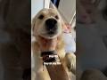 Subscribe us for #dailyshorts #goldenretriever #dailyvlog #minivlog #consistencychallenge #vloglife