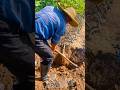 Harvesting Giant Cassava Roots An Abundant Harvest Harvesting Giant Cassava Roots An Abundant Harvest