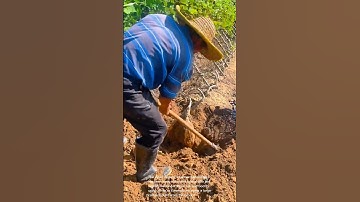Harvesting Giant Cassava Roots: An Abundant Harvest