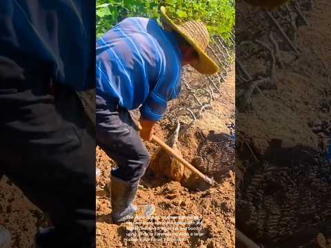 Harvesting Giant Cassava Roots An Abundant Harvest 