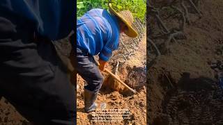 Harvesting Giant Cava Roots An Abundant Harvest
