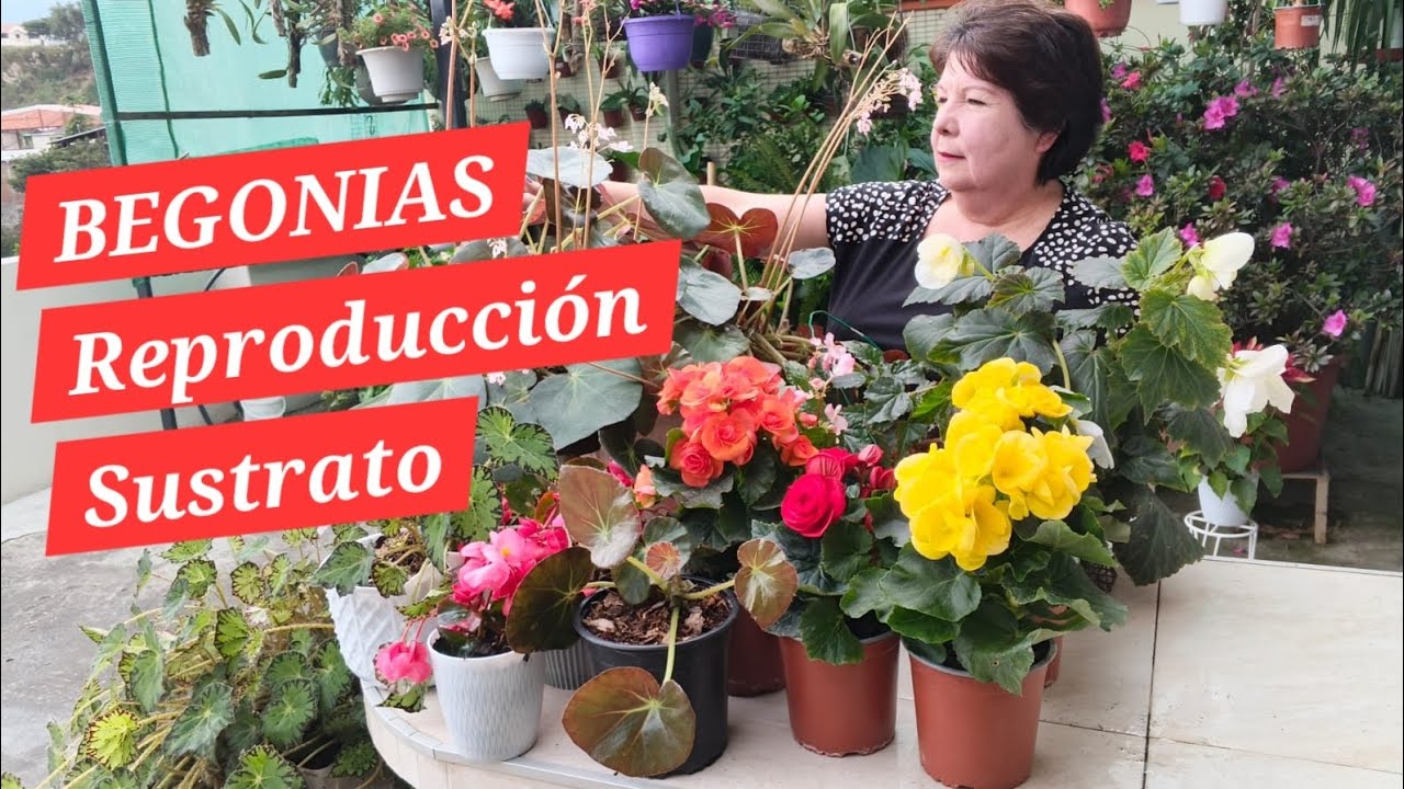 Clases de BEGONIAS, cuidados y reproducción en Sustrato adecuado.