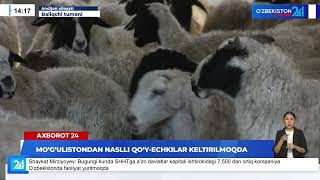 Mogulistondan Naslli Qoy-Echkilar Keltirilmoqda I Ахborot 24 29.08.2025
