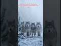 Why Wolves Never Hunt Alone