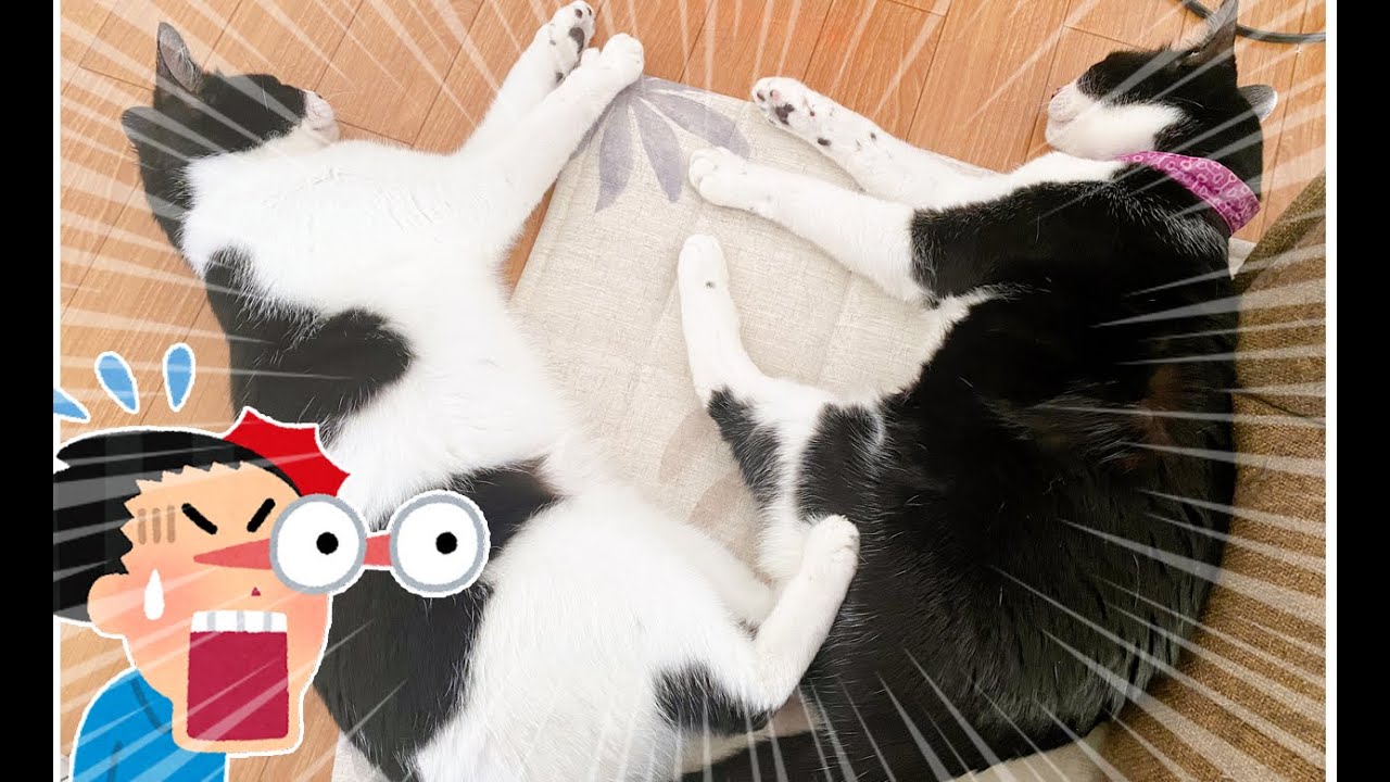 猫動画】いつでも新発見をくれる、それがニャンコ〜にゃんともパレード